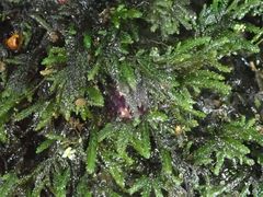 Austrothamnium pandum