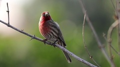 Haemorhous mexicanus