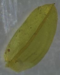 Austrothamnium pandum