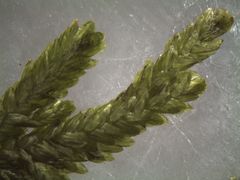 Austrothamnium pandum