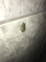 Itapotihyla langsdorffii