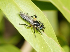 Laphria rufifemorata