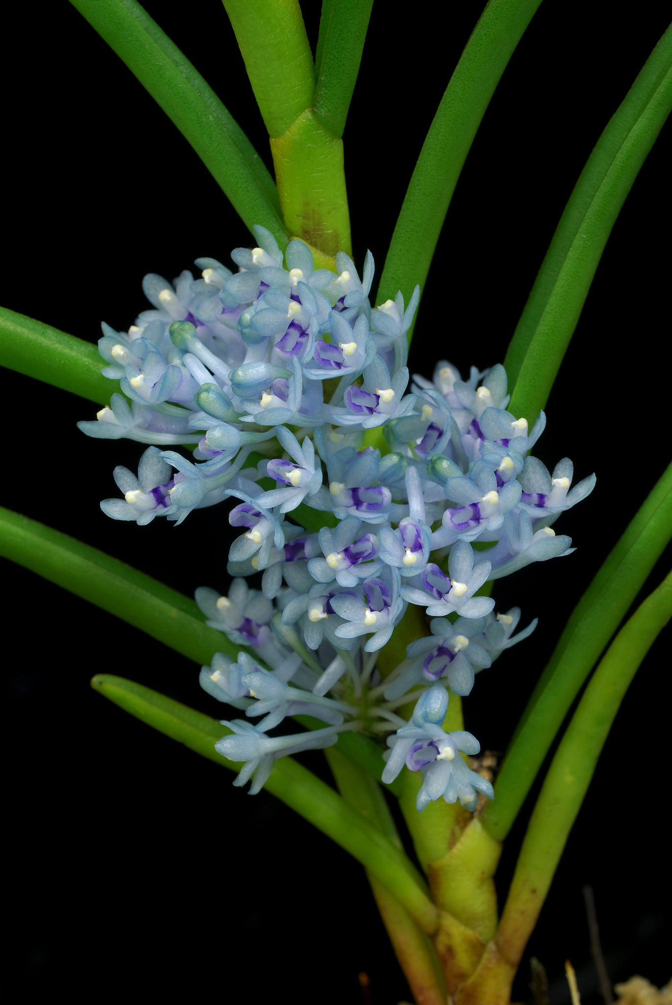 Cleisocentron
