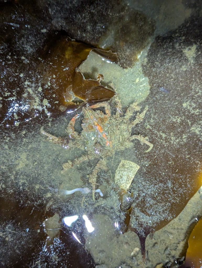 Pacific lyre crab