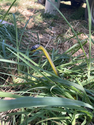 Common Tree Snake sighting