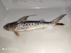 Platynematichthys notatus