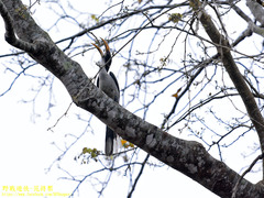 Ocyceros gingalensis