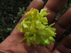 Epidendrum zipaquiranum