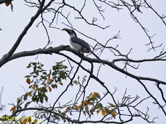 Ocyceros gingalensis