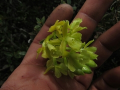 Epidendrum zipaquiranum