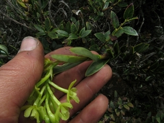 Epidendrum zipaquiranum