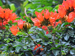 Loriculus beryllinus