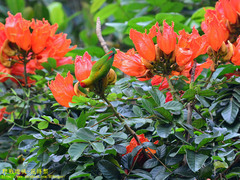 Loriculus beryllinus