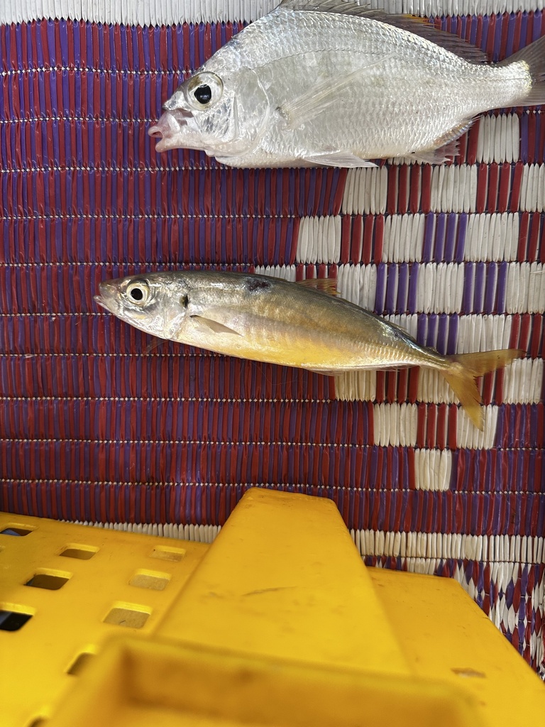 Bleekeri's mackerel scad (Decapterus russelli) — Carangidae