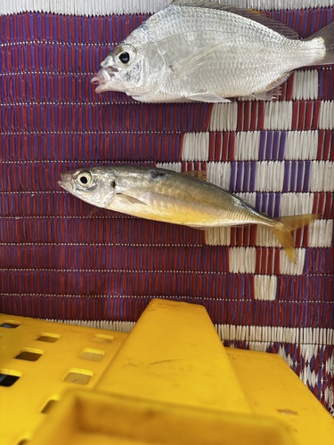 Bleekeri's mackerel scad (Decapterus russelli) — Carangidae