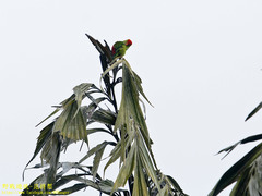 Loriculus beryllinus