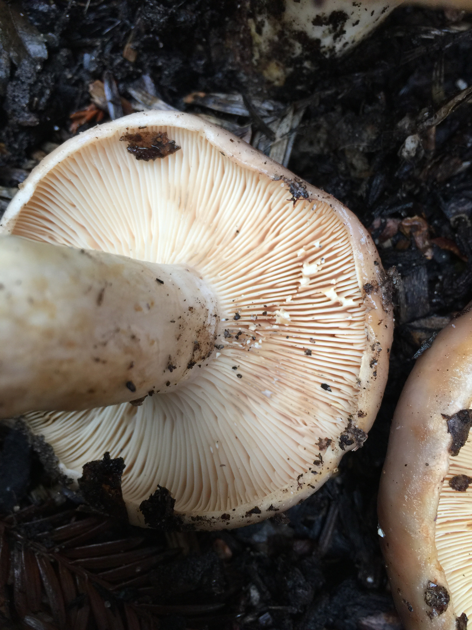 Lactarius argillaceifolius var. megacarpus image