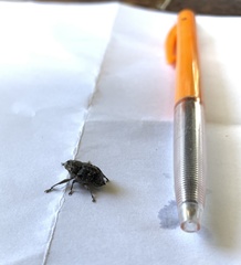 Eutyrhinus squamiger