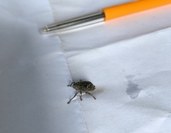 Eutyrhinus squamiger