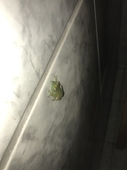 Itapotihyla langsdorffii