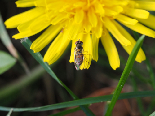 Unknown species found near Highland Ave, Fall River, MA, US