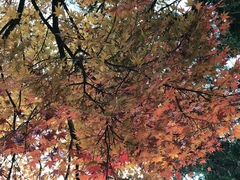 Acer palmatum