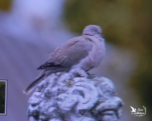 Eurasian Collared-Dove