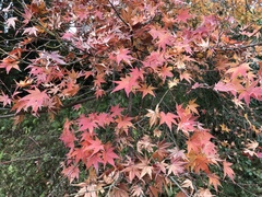 Acer palmatum