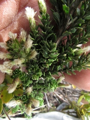 Baccharis tricuneata