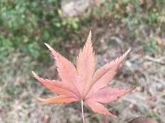 Acer palmatum