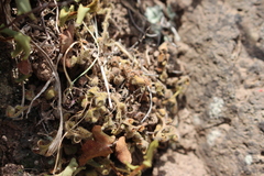 Asplenium subglandulosum