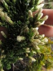 Baccharis tricuneata