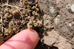 Asplenium subglandulosum