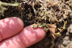 Asplenium subglandulosum