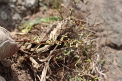 Pellaea calidirupium