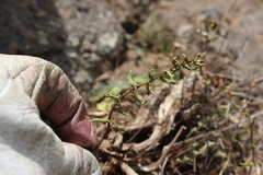 Pellaea calidirupium
