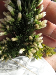 Baccharis tricuneata