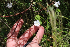 Convolvulus waitaha