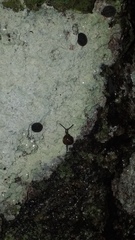 Euconulus