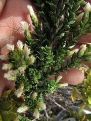 Baccharis tricuneata