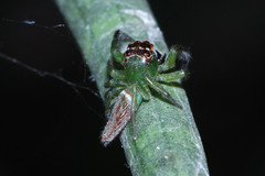 Artabrus erythrocephalus