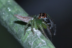 Artabrus erythrocephalus