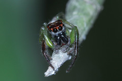 Artabrus erythrocephalus
