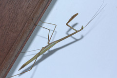 Tenodera fasciata
