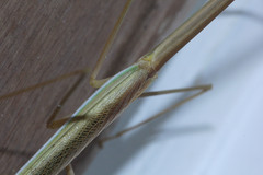 Tenodera fasciata
