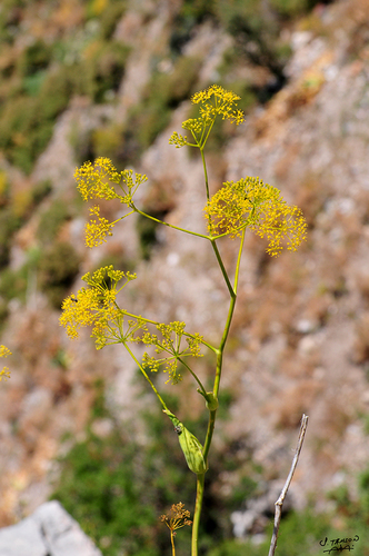 Cyprus Fennel (Ferula cypria)
