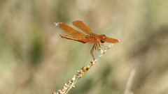 Perithemis intensa