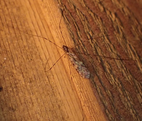 Unknown species found near North Highlands