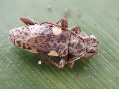 Stenellipsis bimaculata
