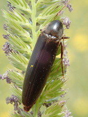 Ctenoplectron